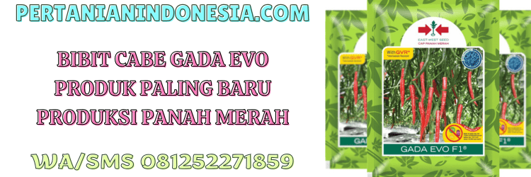 bibit,cabe,cabai,gada evo,f1,pertanian indonesia